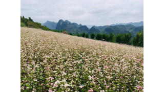 Điểm ngắm hoa tam giác mạch ở Hà Giang nhất định phải khám phá tháng 10 này